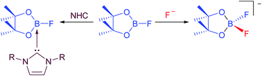 Graphical abstract: FBpin and its adducts and their role in catalytic borylations