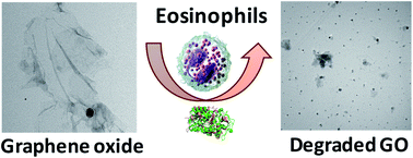 Graphical abstract: Biodegradation of graphene materials catalyzed by human eosinophil peroxidase