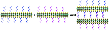 Graphical abstract: DNA-driven dynamic assembly of MoS2 nanosheets