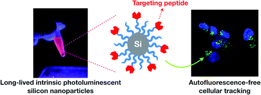 Graphical abstract: Luminescent silicon nanoparticles for distinctive tracking of cellular targeting and trafficking