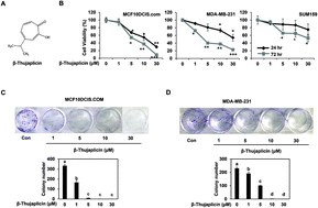 Graphical abstract: β-Thujaplicin inhibits basal-like mammary tumor growth by regulating glycogen synthase kinase-3β/β-catenin signaling