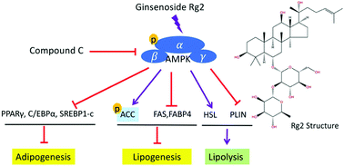 Graphical abstract: Ginsenoside Rg2 inhibits adipogenesis in 3T3-L1 preadipocytes and suppresses obesity in high-fat-diet-induced obese mice through the AMPK pathway
