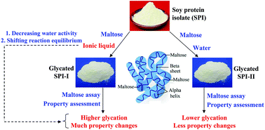 Graphical abstract: Structure and property changes of the soy protein isolate glycated with maltose in an ionic liquid through the Maillard reaction