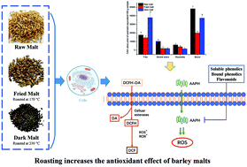 Graphical abstract: Comparative study on the phytochemical profiles and cellular antioxidant activity of phenolics extracted from barley malts processed under different roasting temperatures