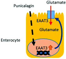 Graphical abstract: Punicalagin increases glutamate absorption in differentiated Caco-2 cells by a mechanism involving gene expression regulation of an EAAT3 transporter