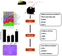 Graphical abstract: Sinapine reduces non-alcoholic fatty liver disease in mice by modulating the composition of the gut microbiota