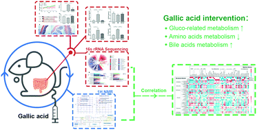 Graphical abstract: A holistic view of gallic acid-induced attenuation in colitis based on microbiome-metabolomics analysis