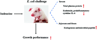 Graphical abstract: Isoleucine attenuates infection induced by E. coli challenge through the modulation of intestinal endogenous antimicrobial peptide expression and the inhibition of the increase in plasma endotoxin and IL-6 in weaned pigs