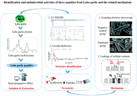 Graphical abstract: Identification and antimicrobial activity evaluation of three peptides from laba garlic and the related mechanism