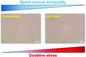 Graphical abstract: Potential effect of advanced glycation end products (AGEs) on spermatogenesis and sperm quality in rodents