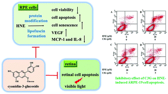 Graphical abstract: Cyanidin-3-glucoside attenuates 4-hydroxynonenal- and visible light-induced retinal damage in vitro and in vivo