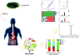Graphical abstract: The specific use of alginate from Laminaria japonica by Bacteroides species determined its modulation of the Bacteroides community