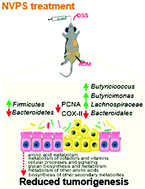 Graphical abstract: Polysaccharides isolated from Nostoc commune Vaucher inhibit colitis-associated colon tumorigenesis in mice and modulate gut microbiota