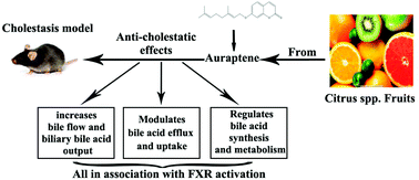 Graphical abstract: Hepatoprotection of auraptene from the peels of citrus fruits against 17α-ethinylestradiol-induced cholestasis in mice by activating farnesoid X receptor