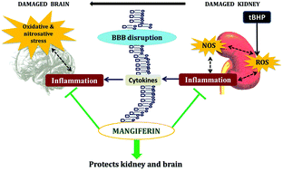 Graphical abstract: Mangiferin ameliorates collateral neuropathy in tBHP induced apoptotic nephropathy by inflammation mediated kidney to brain crosstalk