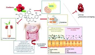 Graphical abstract: Cranberries – potential benefits in patients with chronic kidney disease
