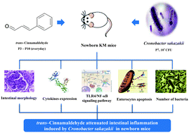 Graphical abstract: trans-Cinnamaldehyde mitigated intestinal inflammation induced by Cronobacter sakazakii in newborn mice