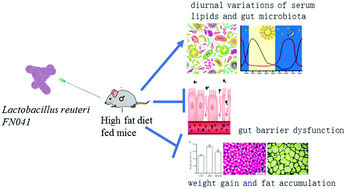 Graphical abstract: Lactobacillus reuteri improves gut barrier function and affects diurnal variation of the gut microbiota in mice fed a high-fat diet