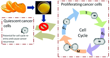 Graphical abstract: Effect of citrus peel extracts on the cellular quiescence of prostate cancer cells