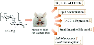 Graphical abstract: Protective effects of α-galacto-oligosaccharides against a high-fat/western-style diet-induced metabolic abnormalities in mice