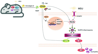 Graphical abstract: DHA protects against monosodium urate-induced inflammation through modulation of oxidative stress