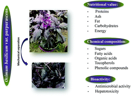 Graphical abstract: Ocimum basilicum var. purpurascens leaves (red rubin basil): a source of bioactive compounds and natural pigments for the food industry