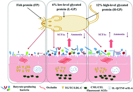 Graphical abstract: Glycated fish protein supplementation modulated gut microbiota composition and reduced inflammation but increased accumulation of advanced glycation end products in high-fat diet fed rats
