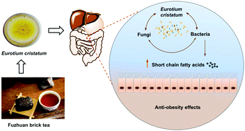 Graphical abstract: Eurotium cristatum, a potential probiotic fungus from Fuzhuan brick tea, alleviated obesity in mice by modulating gut microbiota
