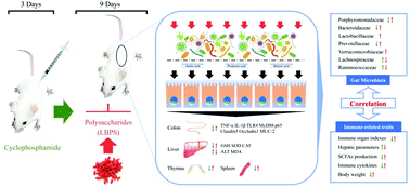 Graphical abstract: Modulating effects of polysaccharides from the fruits of Lycium barbarum on the immune response and gut microbiota in cyclophosphamide-treated mice