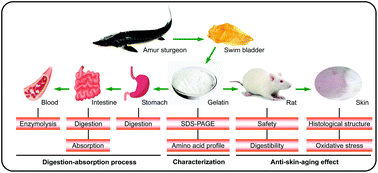 Graphical abstract: The anti-skin-aging effect of oral administration of gelatin from the swim bladder of Amur sturgeon (Acipenser schrenckii)