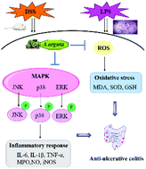 Graphical abstract: The dietary freeze-dried fruit powder of Actinidia arguta ameliorates dextran sulphate sodium-induced ulcerative colitis in mice by inhibiting the activation of MAPKs