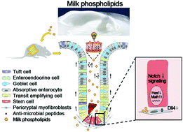 Graphical abstract: Milk phospholipids ameliorate mouse colitis associated with colonic goblet cell depletion via the Notch pathway