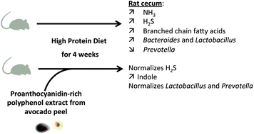 Graphical abstract: Effect of a proanthocyanidin-rich polyphenol extract from avocado on the production of amino acid-derived bacterial metabolites and the microbiota composition in rats fed a high-protein diet