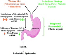 Graphical abstract: Lipid protection by polyphenol-rich apple matrices is modulated by pH and pepsin in in vitro gastric digestion