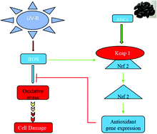 Graphical abstract: Anthocyanins from black peanut skin protect against UV-B induced keratinocyte cell and skin oxidative damage through activating Nrf 2 signaling