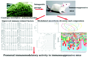 Graphical abstract: Caulerpa lentillifera polysaccharides enhance the immunostimulatory activity in immunosuppressed mice in correlation with modulating gut microbiota