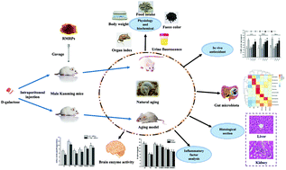 Graphical abstract: Potential effects of rapeseed peptide Maillard reaction products on aging-related disorder attenuation and gut microbiota modulation in d-galactose induced aging mice