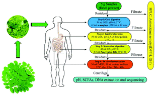 Graphical abstract: Bioaccessibility, antioxidant activity and modulation effect on gut microbiota of bioactive compounds from Moringa oleifera Lam. leaves during digestion and fermentation in vitro