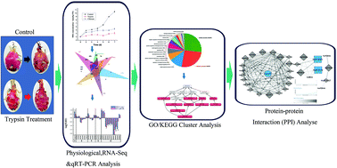Graphical abstract: Transcriptomic analysis reveals key genes related to antioxidant mechanisms of Hylocereus undatus quality improvement by trypsin during storage