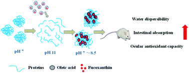 Graphical abstract: Oleic acid as a protein ligand improving intestinal absorption and ocular benefit of fucoxanthin in water through protein-based encapsulation