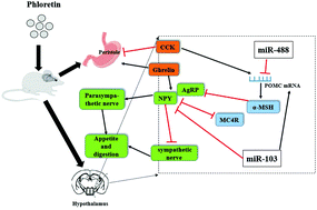 Graphical abstract: An effect of dietary phloretin supplementation on feed intake in mice