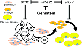 Graphical abstract: Genistein inhibits high fat diet-induced obesity through miR-222 by targeting BTG2 and adipor1