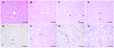 Graphical abstract: Effects of chia (Salvia hispanica L.) on oxidative stress and inflammation in ovariectomized adult female Wistar rats