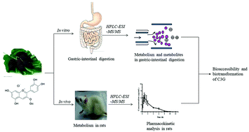 Graphical abstract: Bioaccessibility and biotransformation of anthocyanin monomers following in vitro simulated gastric-intestinal digestion and in vivo metabolism in rats