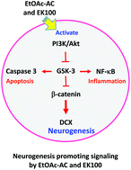 Graphical abstract: Ergostatrien-7,9(11),22-trien-3β-ol from Antrodia camphorata ameliorates ischemic stroke brain injury via downregulation of p65NF-κ-B and caspase 3, and activation of Akt/GSK3/catenin-associated neurogenesis