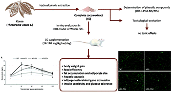 Graphical abstract: Low doses of cocoa extract supplementation ameliorate diet-induced obesity and insulin resistance in rats