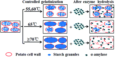 Graphical abstract: Controlled gelatinization of potato parenchyma cells under excess water condition: structural and in vitro digestion properties of starch