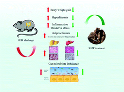 Graphical abstract: Sarcodon aspratus polysaccharides ameliorated obesity-induced metabolic disorders and modulated gut microbiota dysbiosis in mice fed a high-fat diet