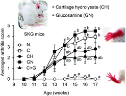 Graphical abstract: Effects of administration of glucosamine and chicken cartilage hydrolysate on rheumatoid arthritis in SKG mice