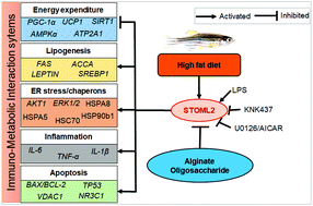 Graphical abstract: Alginate oligosaccharide (AOS) improves immuno-metabolic systems by inhibiting STOML2 overexpression in high-fat-diet-induced obese zebrafish